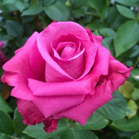 Gardenaria Rosa 'Blue Parfum' - Rosa da giardino - Altezza: 40/50 cm (vaso20) (1/3)