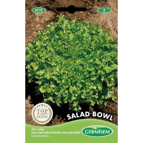 Salad Bowl Graines de Laitue 5 g EC6018 Multicolore