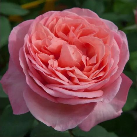 ROSA M.LLE MEILLAND ROMANTICA