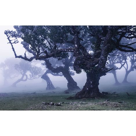 Papier peint panoramique naturel Ligne Fantôme (1/4)