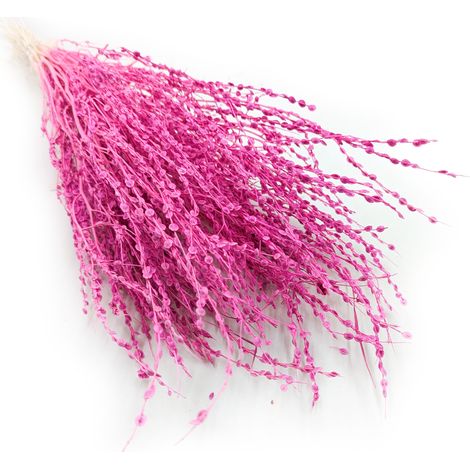 Lepidium (Lepidium sativum) - Fuchsia (1/5)