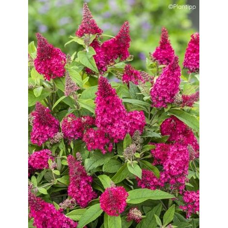 Arbre aux papillons 'Butterfly Candy Little Ruby' Godet de 8/9 cm (1/2)