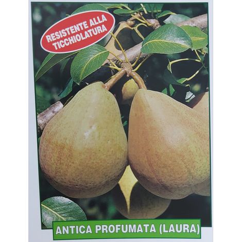 Pera Laura antica profumata - pianta di 3 anni