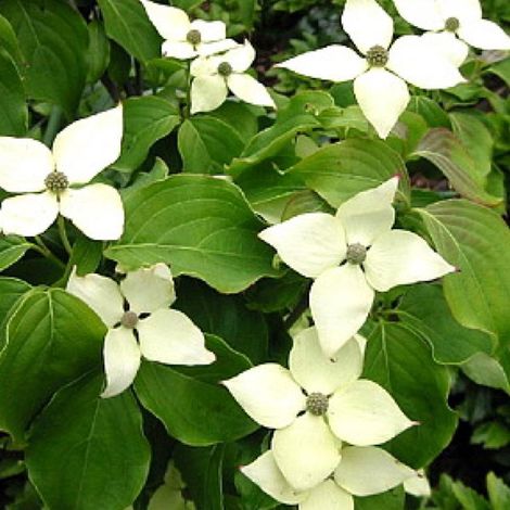 Cornouiller du Japon 'Schmetterling' - 50-60 cm pot (1/4)