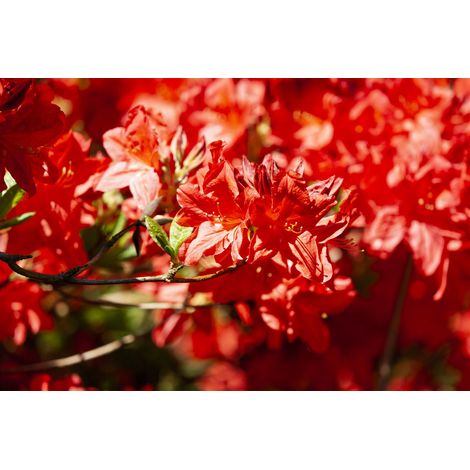 Sommergrüne Azalee 'Fireball' Rhododendron lut. 'Fireball' 5L 30- 40 (1/5)