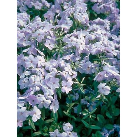 Phlox rampant 'Blue Ridge' Godet de 8/9 cm (1/2)