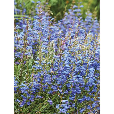 Galane 'Blue Spring' Godet de 8/9 cm (1/2)