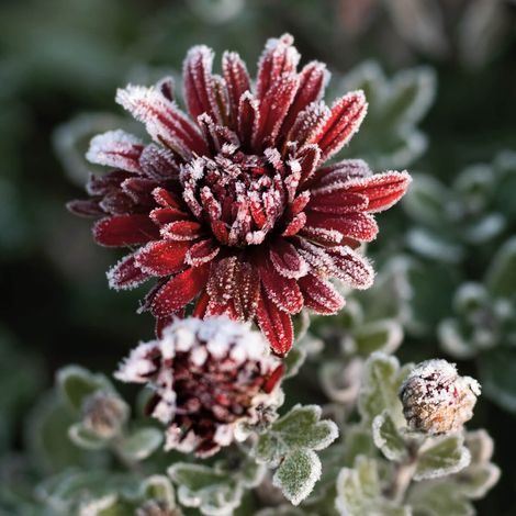 Tableau sur toile fleur d'hiver 30x30 cm - Impression sur Toile Murale Décorative - Image imprimée en HD sur Toile - Toile sur Châssis en Bois FSC - Fabriqué en France