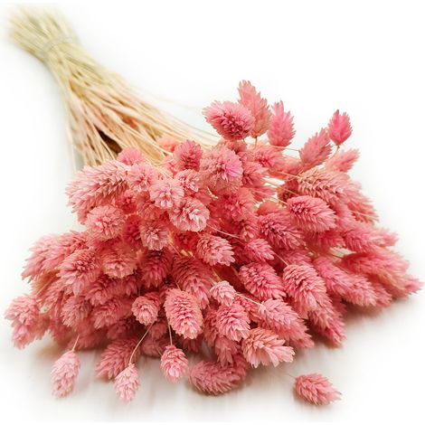 Phalaris seca - Hierba alpiste - Rosa claro