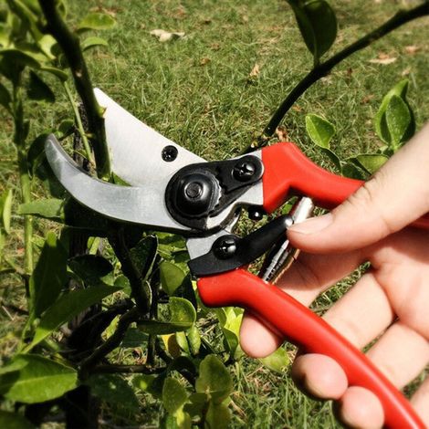 Ciseaux de Jardinage pour Taille de Branches Épaisses et Greffage - Idéal pour Vergers et Jardins - KZQ