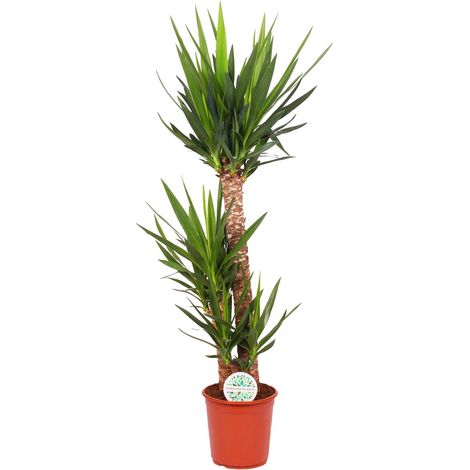 Yucca Elephantipes - Plante d'Intérieur Verte Dépolluante - Tronc Robuste - Ø24 cm - H 125 cm - PANGIVO (1/4)