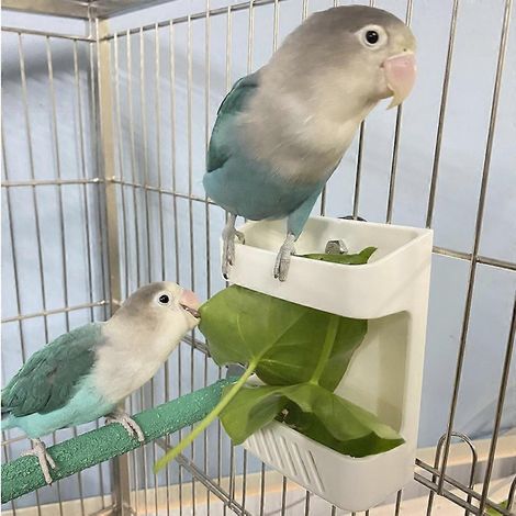 Support pour herbe à lapin, distributeur de fruits/légumes/friandises pour perroquet, facile à fixer sur la cage (1/4)