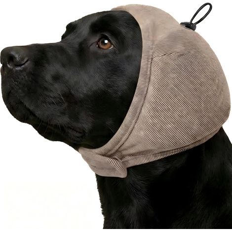 Nourriture pour chien, protection auditive pour chien, protection (1/5)