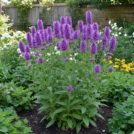 Epiaire officinale, Stachys/Godet - 5/20 cm