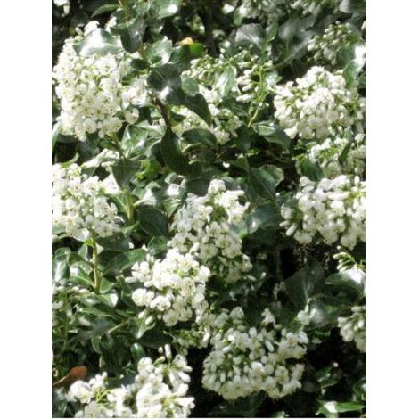 Escallonia 'Iveyi' Pot de 7,5L/10L (1/4)