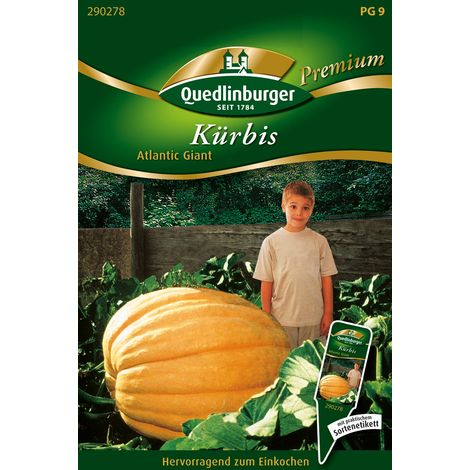 Quedlinburger Saatgut – Courge géante « Atlantic Giant » – Graines de légumes, très gros fruits (1/2)