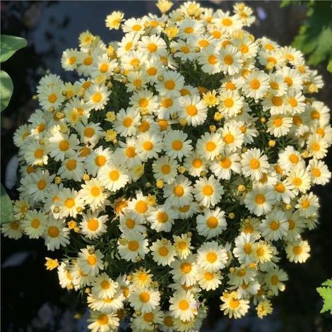 2000 Graines de petites marguerites jaunes citron – Floraison Abondante – Convient pour le jardin, le balcon et les pots – Décoration de jardin extérieure (1/3)