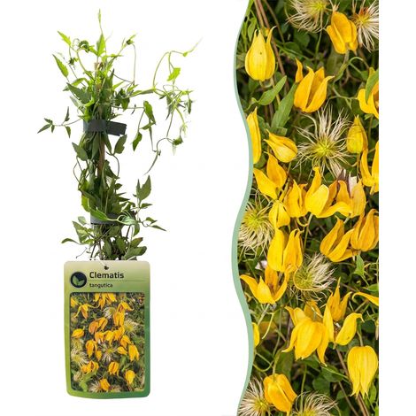 Plante Grimpante Bignone Campsis Radicans Fleurs Trompette Orange Rouge Lot de 2 Pots (1/5)