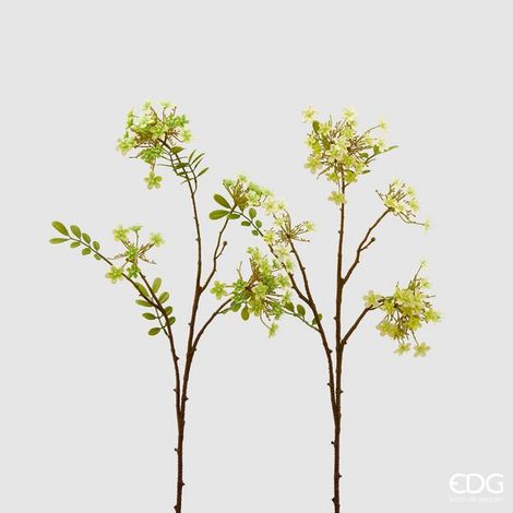 EDG Enzo De Gasperi Viburno Rex H 70 Cm Giallo o Verde 1 Pz