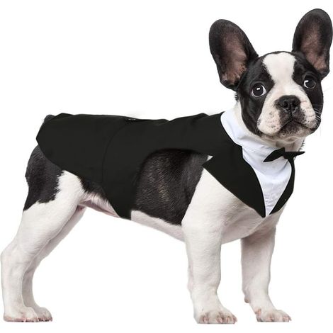 Costume smoking chien avec bandana, tenue mariage pour Golden Retriever, Bulldog, grandes races.