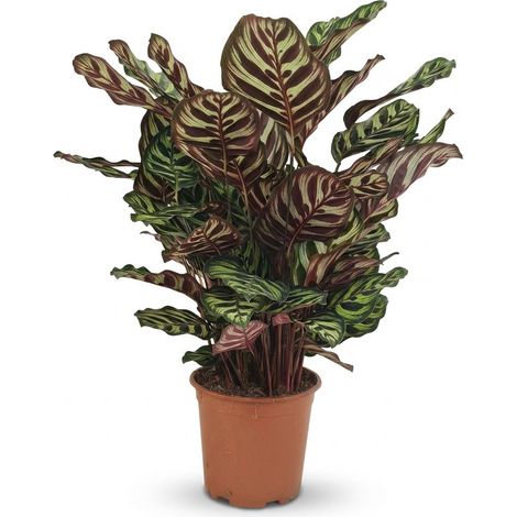 Plante d'intérieur Calathea Makoyana - Plante Paon Décorative Vert - Hauteur 70 cm - Pot Ø 19 cm - PANGIVO (1/5)