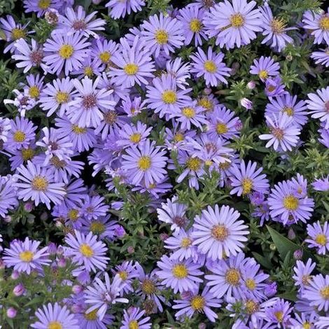 Aster d'automne Victor, Aster dumosus/Godet - 5/20 cm