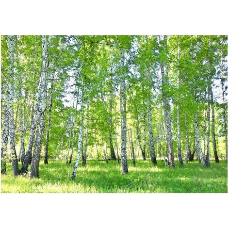 Papier peint panoramique forêt de bouleaux, décoration murale pour salon ou salle de bain – 200 x 140 cm Wallarena (1/4)