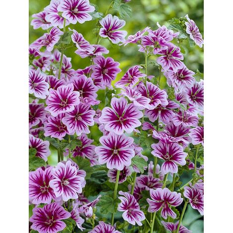Grande mauve le sachet de 50 graines (0,25g) (1/2)