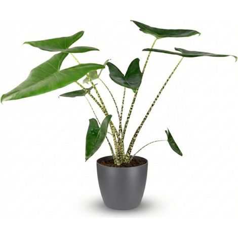 Alocasia Zebrina - Plante d'intérieur Oreille d'éléphant avec Pot Gris - Hauteur 70-75 cm - PANGIVO (1/4)