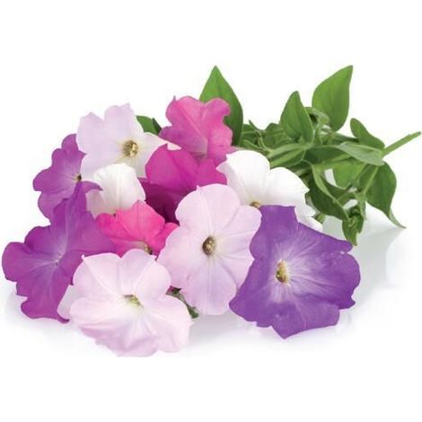 EMSA CLICK & GROW SEMENCE DE FLEUR PETUNIA (M5261400) CLICK AND GROW (1/2)
