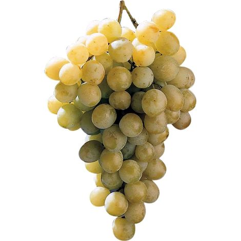 Planta de Parra Uva de Mesa Blanco Italia. Consumo Navidad y Fin de A�o