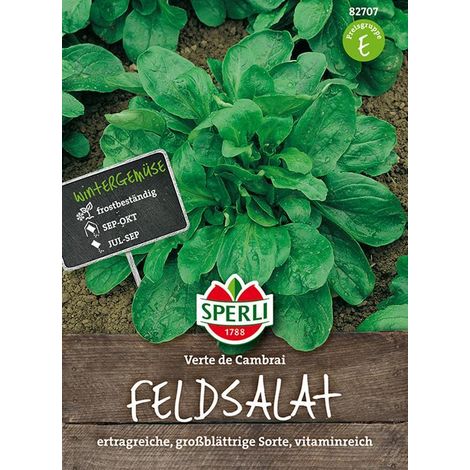 Sperli Feldsalat Verte De Cambrai / Jupiter / Dunkelgrüner Vollherziger 2 - Gemüsesamen (1/4)