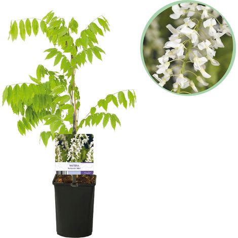 Glycine du Japon Wisteria floribunda Alba - Plante Grimpante Fleurs Blanches - Pot 11 cm H 40 cm - PANGIVO (1/5)