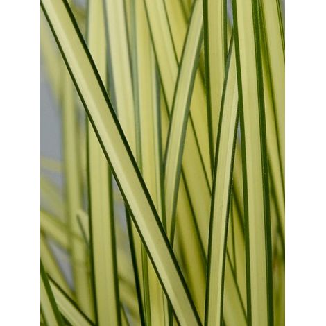 Laîche 'Jenneke' Godet de 8/9 cm