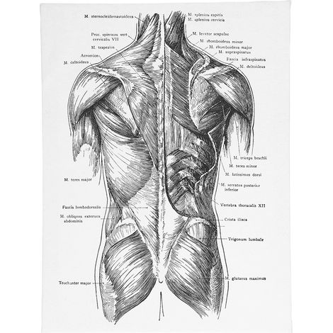 Tableau Anatomie Rétro - Décoration Murale Artistique pour Cabinet Médical ou Salon (1/5)