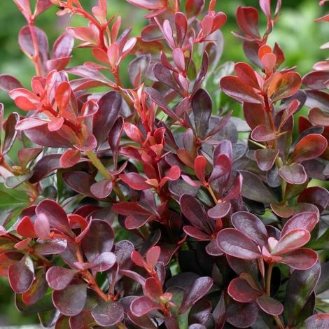 Gardenaria Berberis thunbergii 'Atropurpurea' - Arbusto ornamentale da giardino - Altezza: 30/35 cm (vaso19) (1/3)