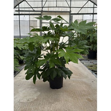 FATSIA JAPONICA VASO 30