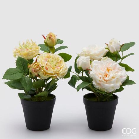 EDG Enzo De Gasperi Rosa Olis con Vaso 2 Boccioli H 28 Cm Bianco o Giallo 1 Pz