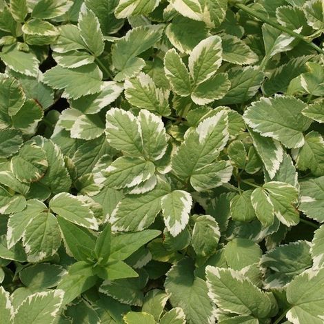 4 x Herbe aux goutteux 'Variegatum' - godet 9x9 cm (1/4)