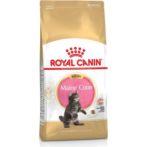 Gattino Maine Coon FBN di 4 kg