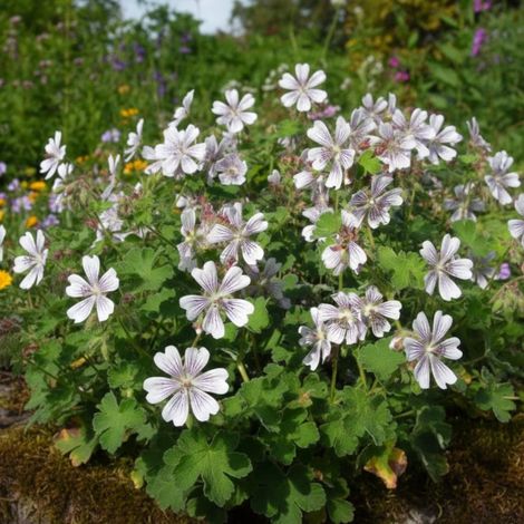 Géranium vivace renardii/Godet