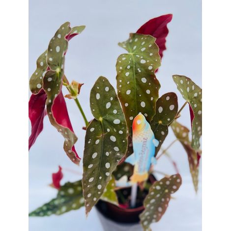 Begonia Maculata Wightii vaso 12CM foto reali h 30cm