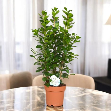 Gardenaria Ficus microcarpa 'Moclame' - Pianta da interno ornamentale - Altezza: 90 cm (vaso 24) (1/5)