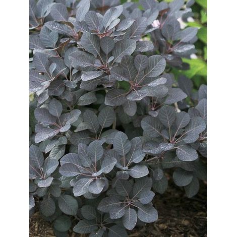 Arbre à perruque 'Winecraft Black' Pot de 3L/4L