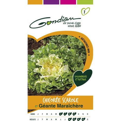 Gondian - Chicorée Scarole Géante Maraichère (1/3)
