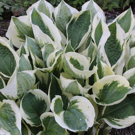4 x Hosta 'Patriot' - godet 9x9 cm