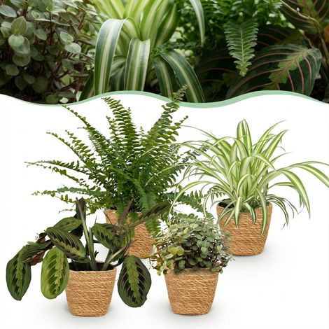 Lot de 4 Plantes d'Intérieur Vertes Non Toxiques Animaux avec Paniers Pot 12 cm H 25 cm - PANGIVO (1/5)