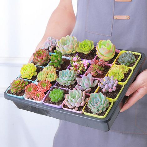 24 Pièces 7CM Petit Pot de Fleur Semis, Coloré Pot Plastique Plante, Godets pour Semis avec Plateau, Carré Godets Pot de Repiquage (1/5)