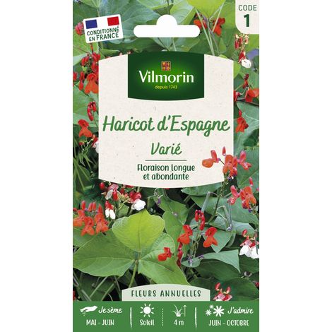 Vilmorin – Graines de haricot d'Espagne varié – Plante grimpante comestible et ornementale – Hauteur 4m – Semis de mai à juin – Exposition soleil à mi-ombre (1/3)
