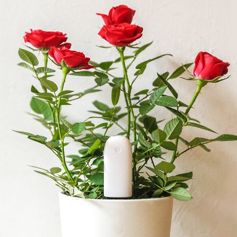 Détecteur de culture de sol de plantes en pot nutriments surveillance de la température et de l'humidité d'une seule pièce (1/2)